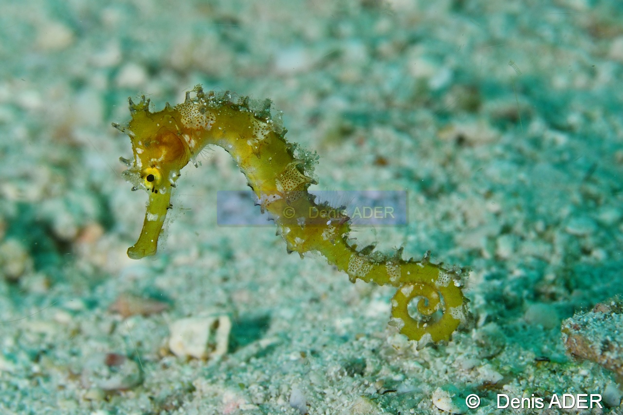 Hippocampus histrix Hippocampe herisse-Liwutonkidi Jetty beach-23m-20180604-Denis-ADER-DSC_4164_tn.jpg